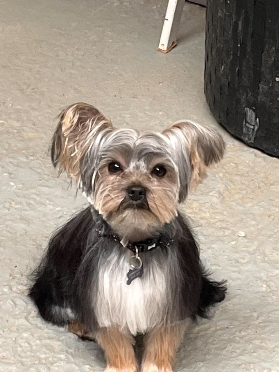 Same Yorkshire Terrier after a full groom — coat tidied, face shaped, sitting on a cream rug