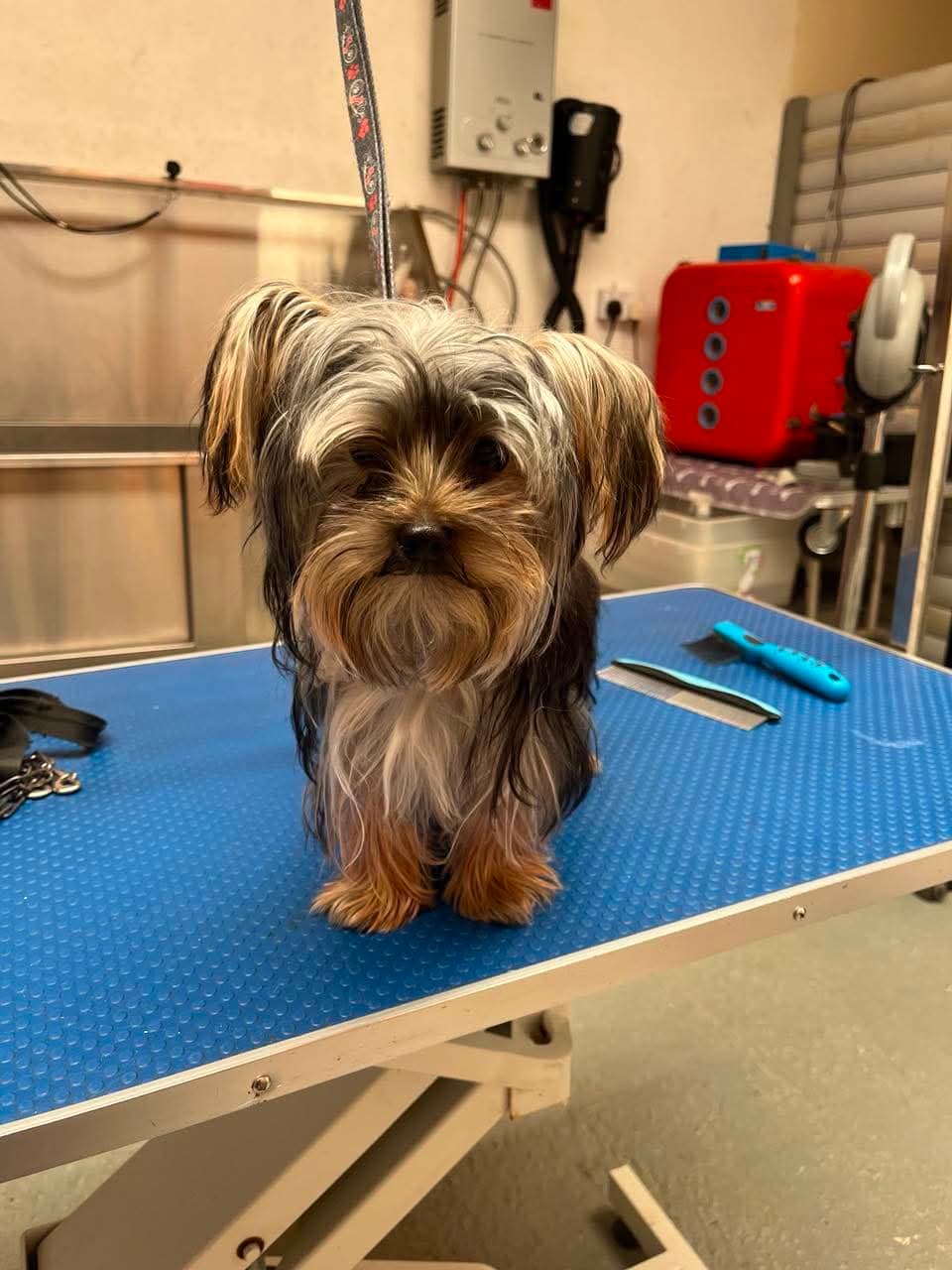 Yorkshire Terrier with a long, scruffy coat standing on the blue K9 Kutz grooming table before its groom