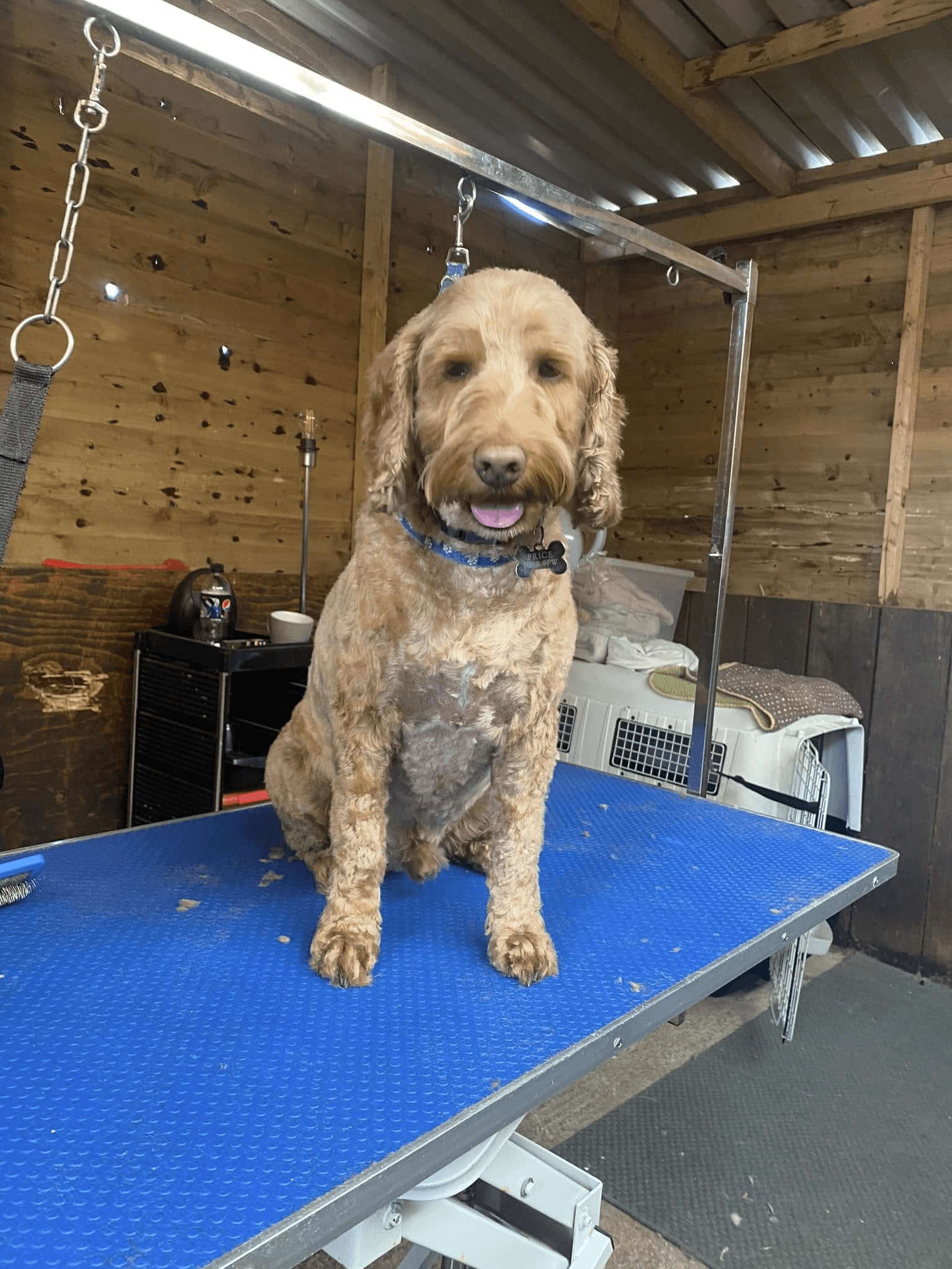 Same ginger cockapoo after a full groom and trim at K9 Kutz