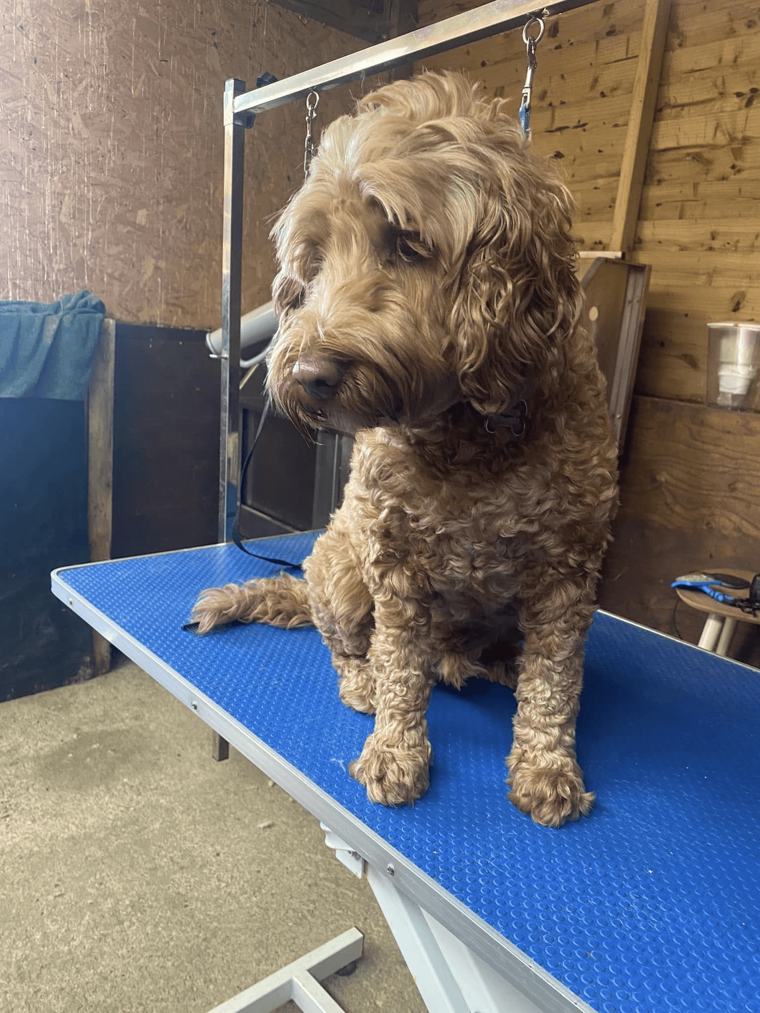 Ginger cockapoo before grooming at K9 Kutz